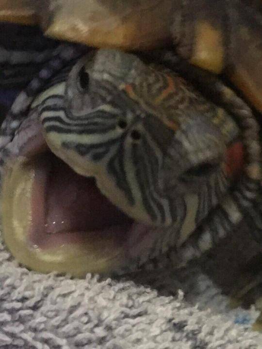 Как открыть рот черепахе