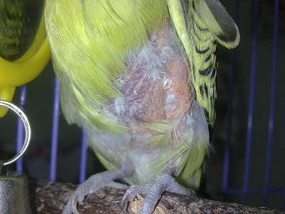Почему попугай чешется и чистит перья: что делать, причины