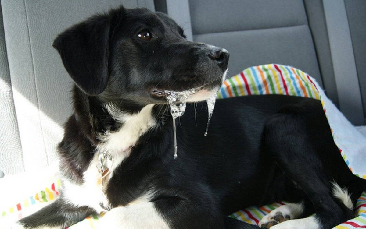 ᐉ 3 причины, почему у собаки текут слюни изо рта: причины и как помочь - kcc-zoo.ru