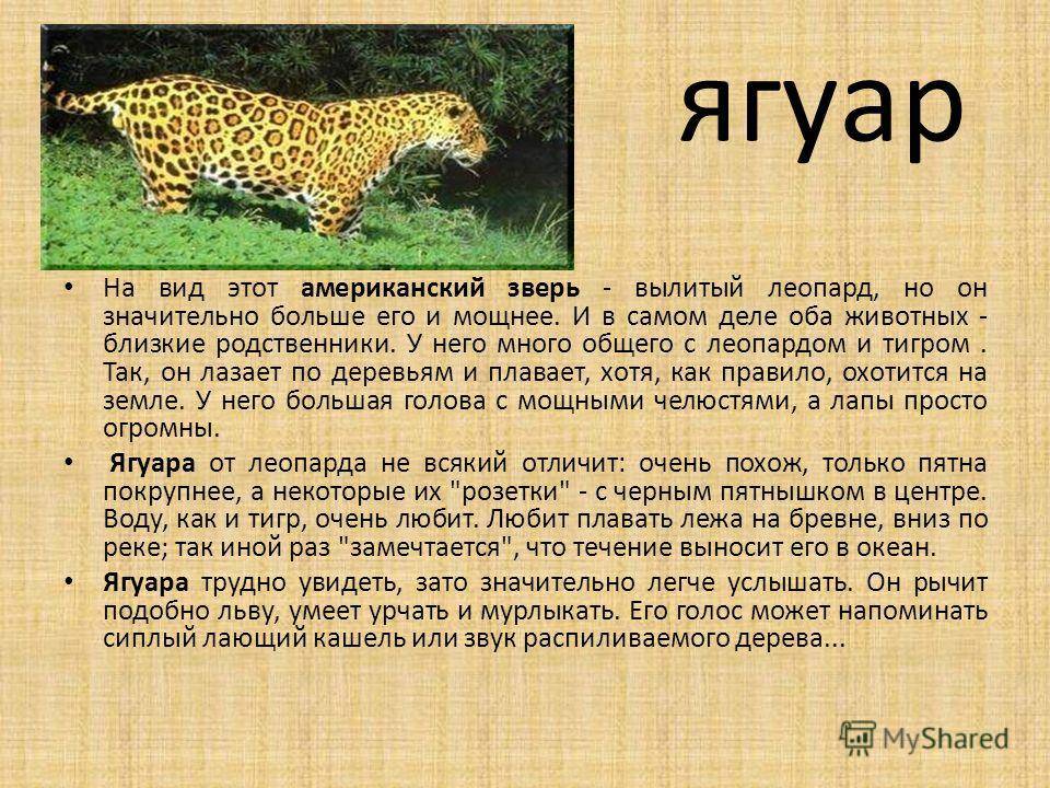Научный текст про ягуара. Доклад про ягуара. Факты о Ягуаре. Ягуар животное доклад. Ягуар презентация.