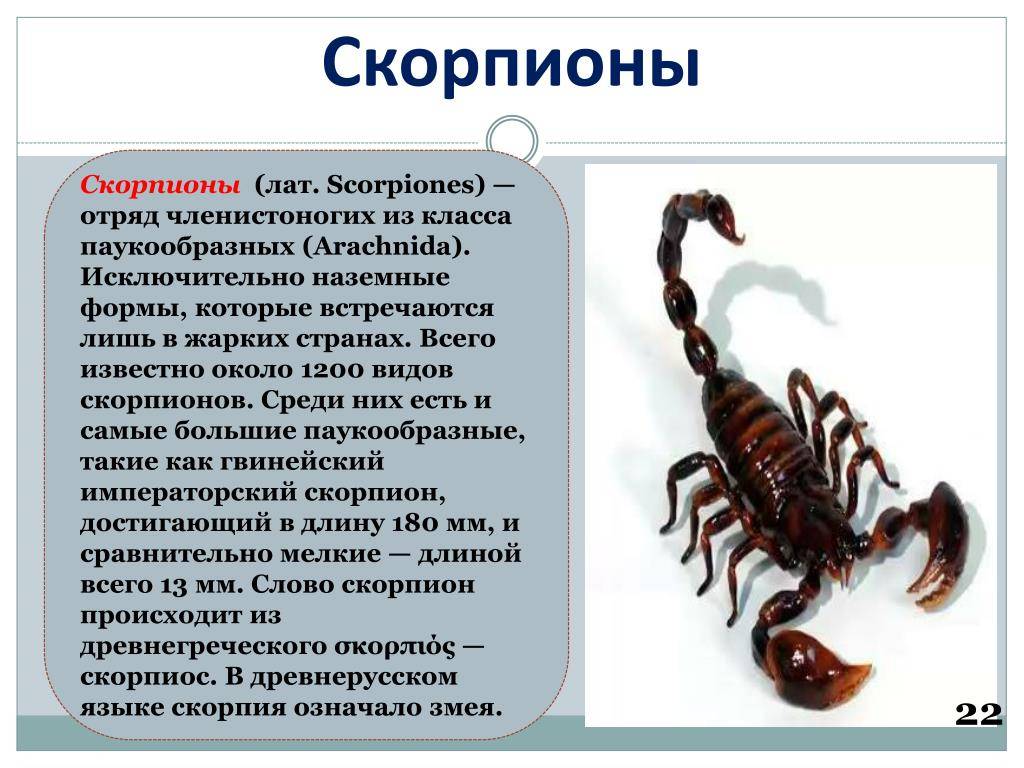 Скорпионы, паукообразные, фото, гетерометрус, содержание, кормление скорпинов, разведение скорпионов.