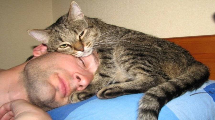 5 причин, почему кошка спит с человеком и о чем это говорит