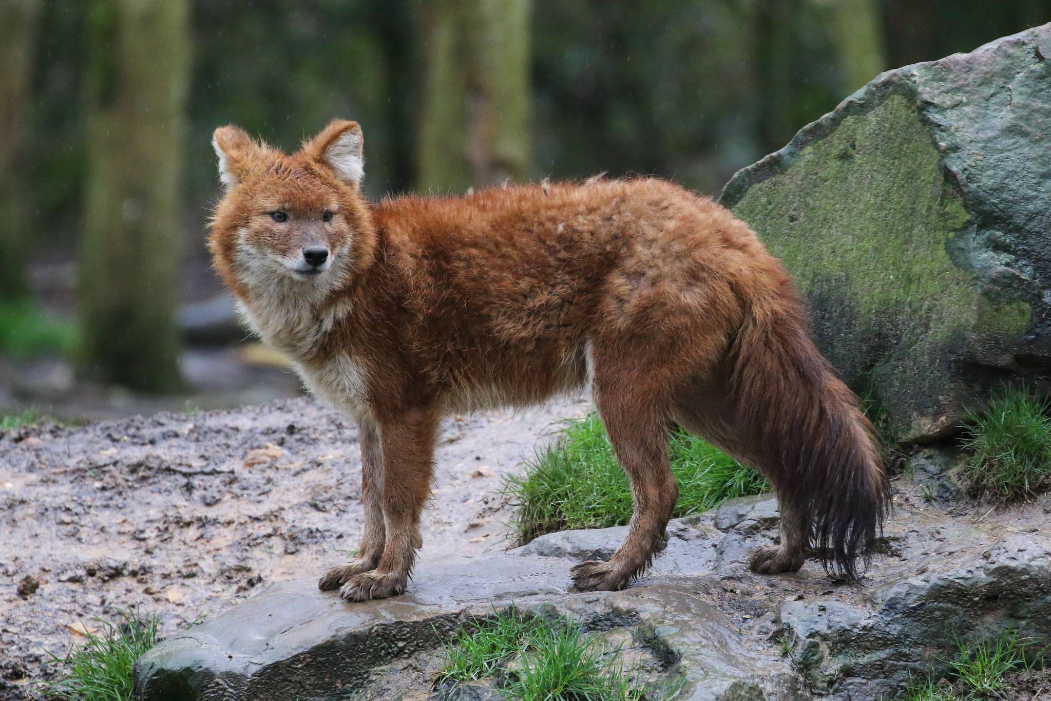 Красный волк – описание, образ жизни редкого хищника