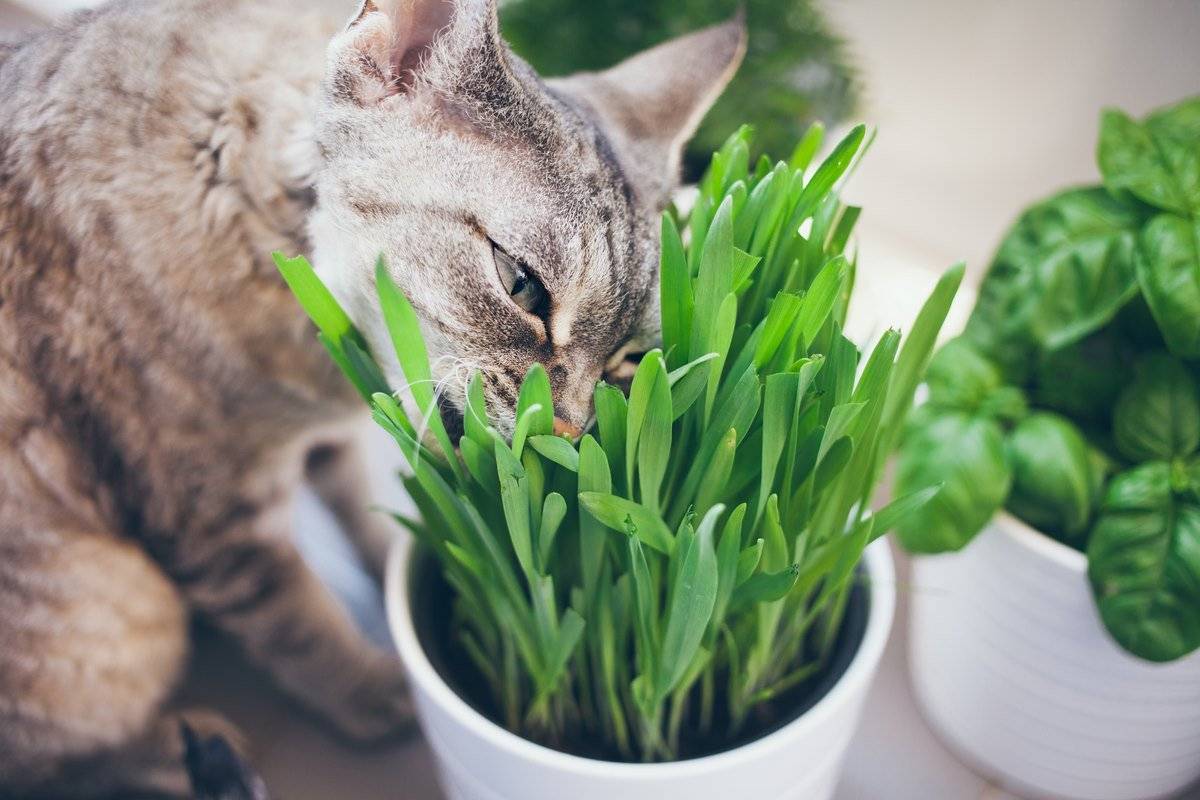 Почему котенок или взрослая кошка ест землю на улице или дома из цветочного горшка, лижет песок, что делать?