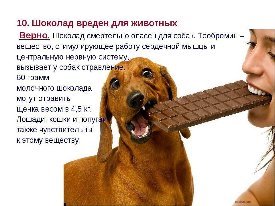 Почему собакам нельзя шоколад – что делать при отравлении, сколько выводится, смертельная доза