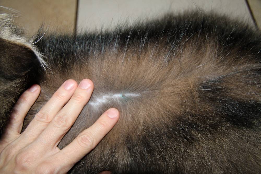 Почему у кошек выпадает шерсть и образуются проплешины