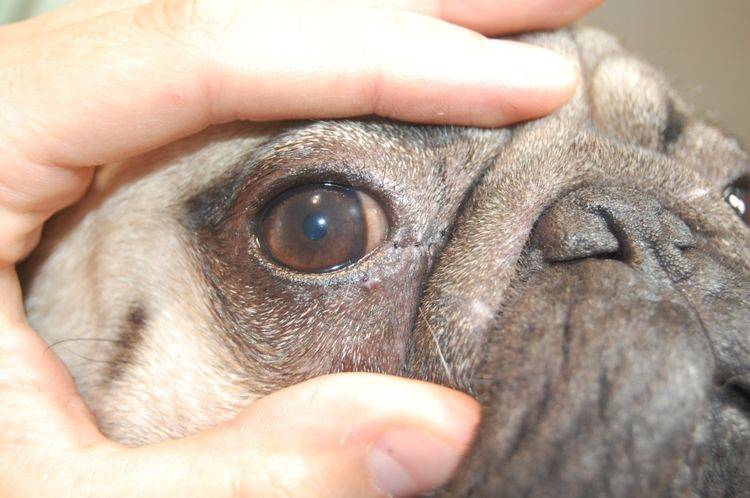 Что следует делать, если у щенка слезятся глаза?