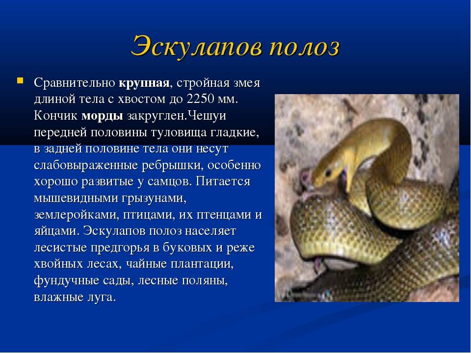 Эфа змея. описание, особенности, виды, образ жизни и среда обитания эфы | животный мир