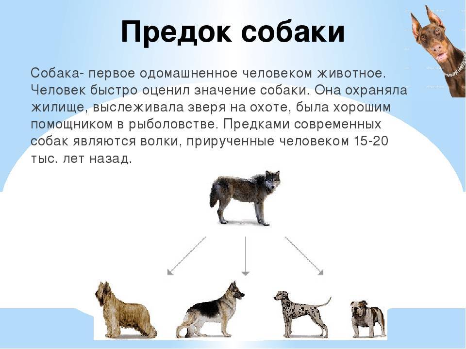 Все о собаках. происхождение. интересные факты. (фото)