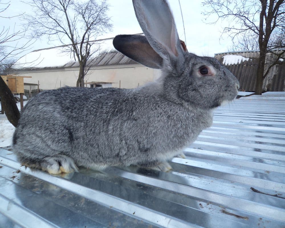 Кролик серый великан: описание породы, характеристика, особенности ухода и разведения