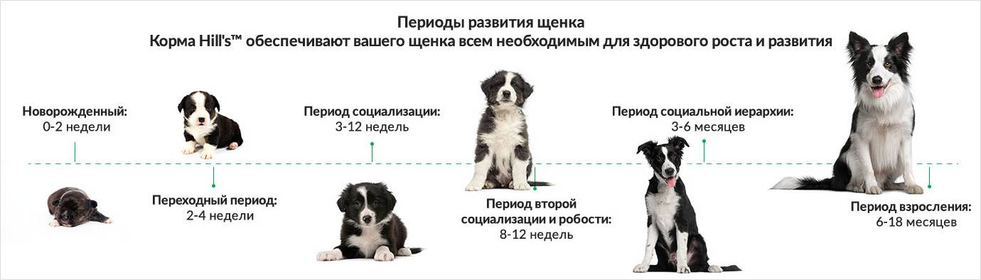 Продолжительность течки у собак