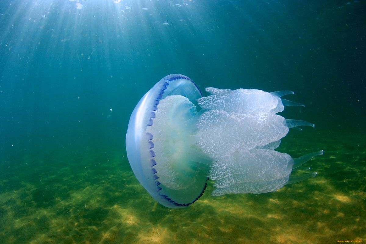 Медузы черного моря: фото и описание