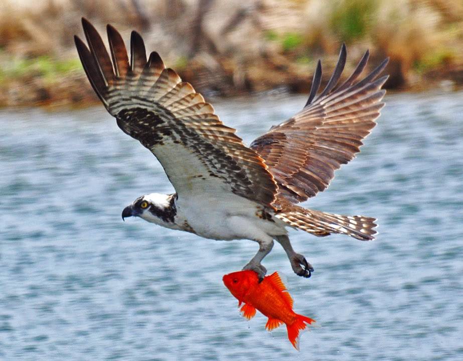 Скопа – хищная птица-рыболов. доклад с фотографиями и видео