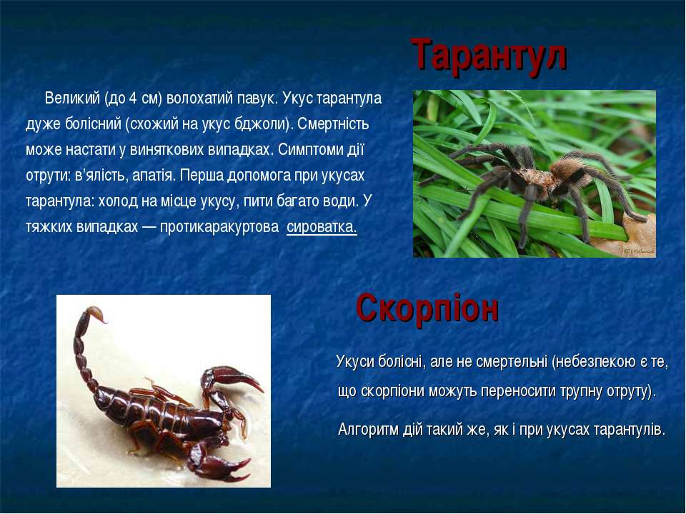 Укус скорпиона: симптомы, первая помощь, последствия и лечение