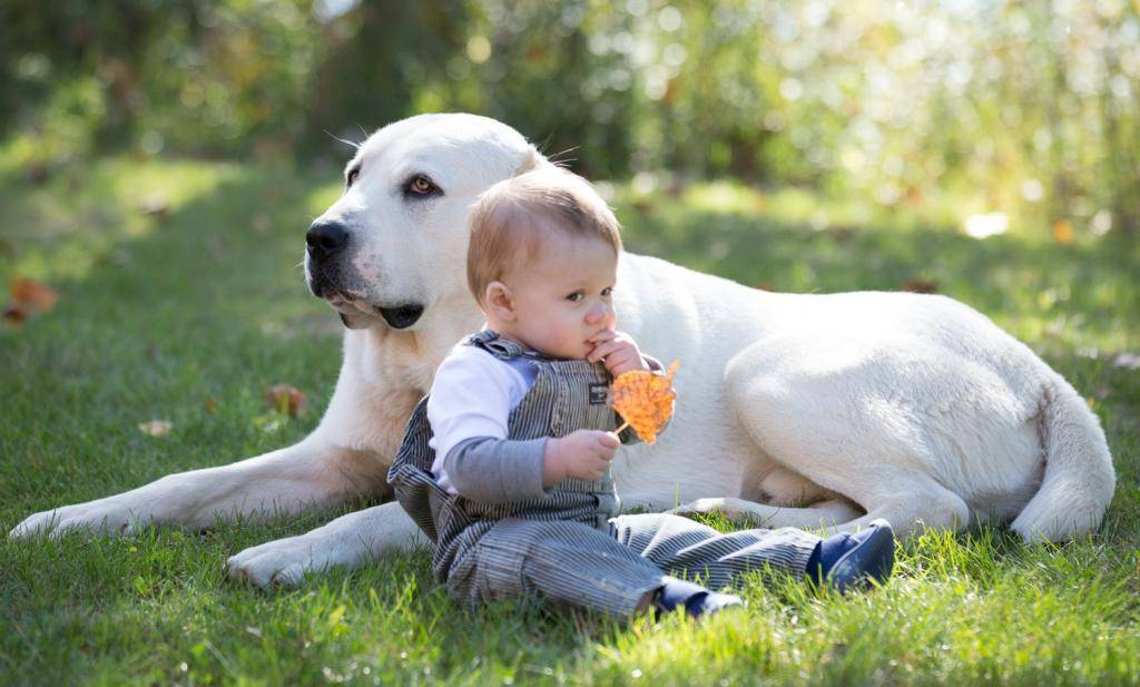 Собака для ребенка: лучшие породы для детей, рекомендации