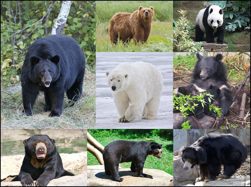 Какие бывают виды медведей и их образ жизни — изучаем подробно