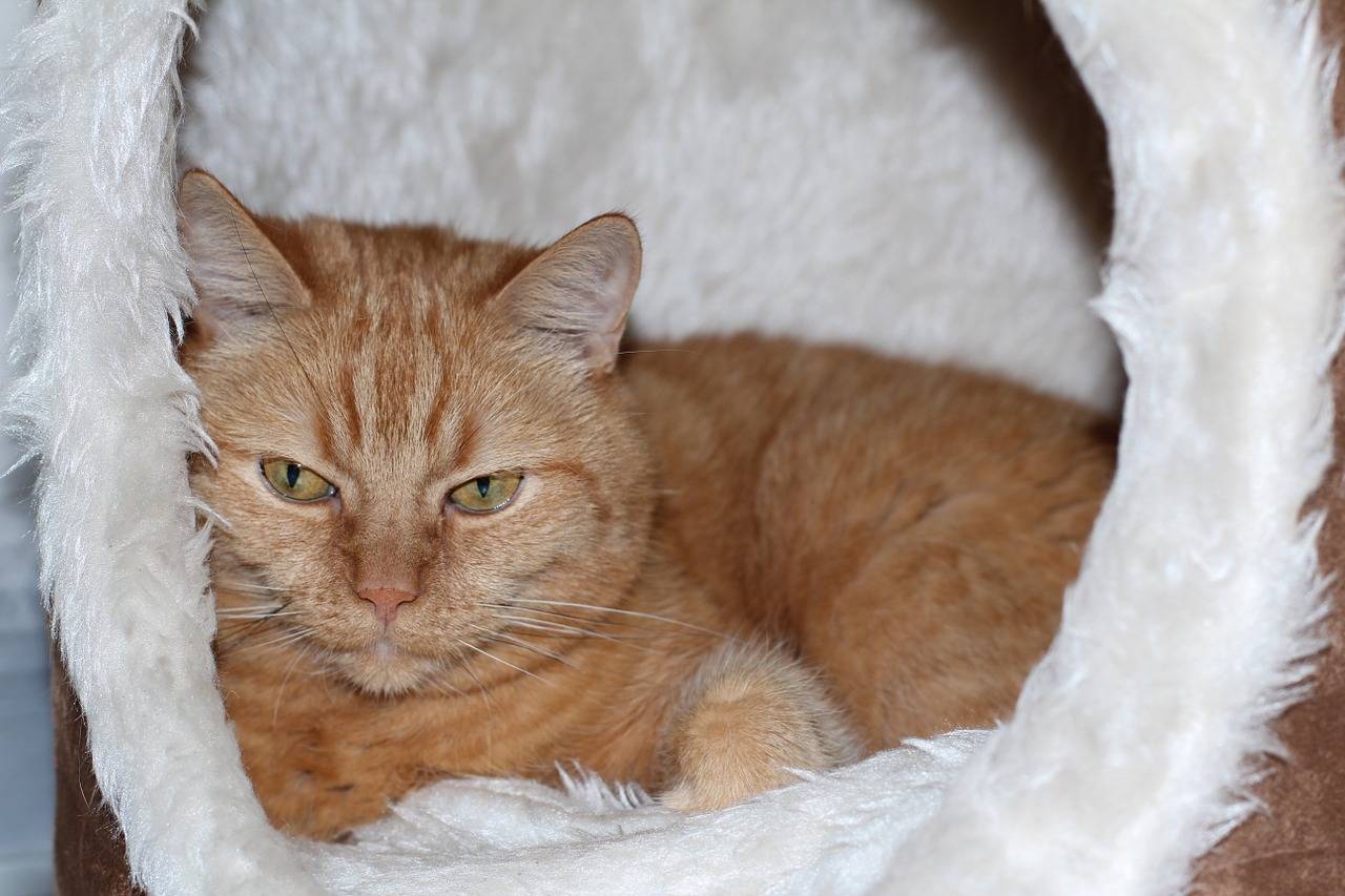 Рыжий котик: породы с фотографиями и названиями