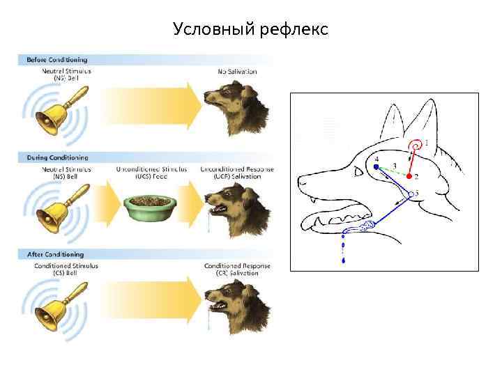 Презентация на тему: "собака павлова ". скачать бесплатно и без регистрации.