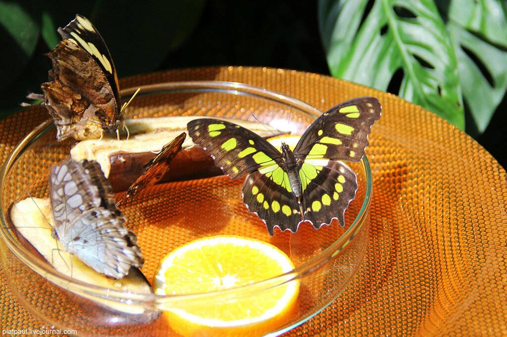 Цикл развития бабочки палинур в домашних условиях | статья в журнале «юный ученый»