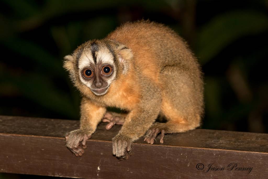 Мирикины — активные ночные приматы
