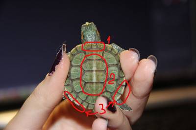 Как определить возраст сухопутной среднеазиатской черепахи в домашних условиях (фото)