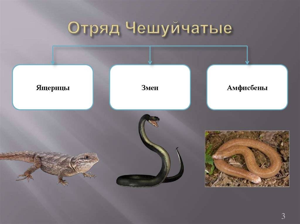 Группа к группе относится змея