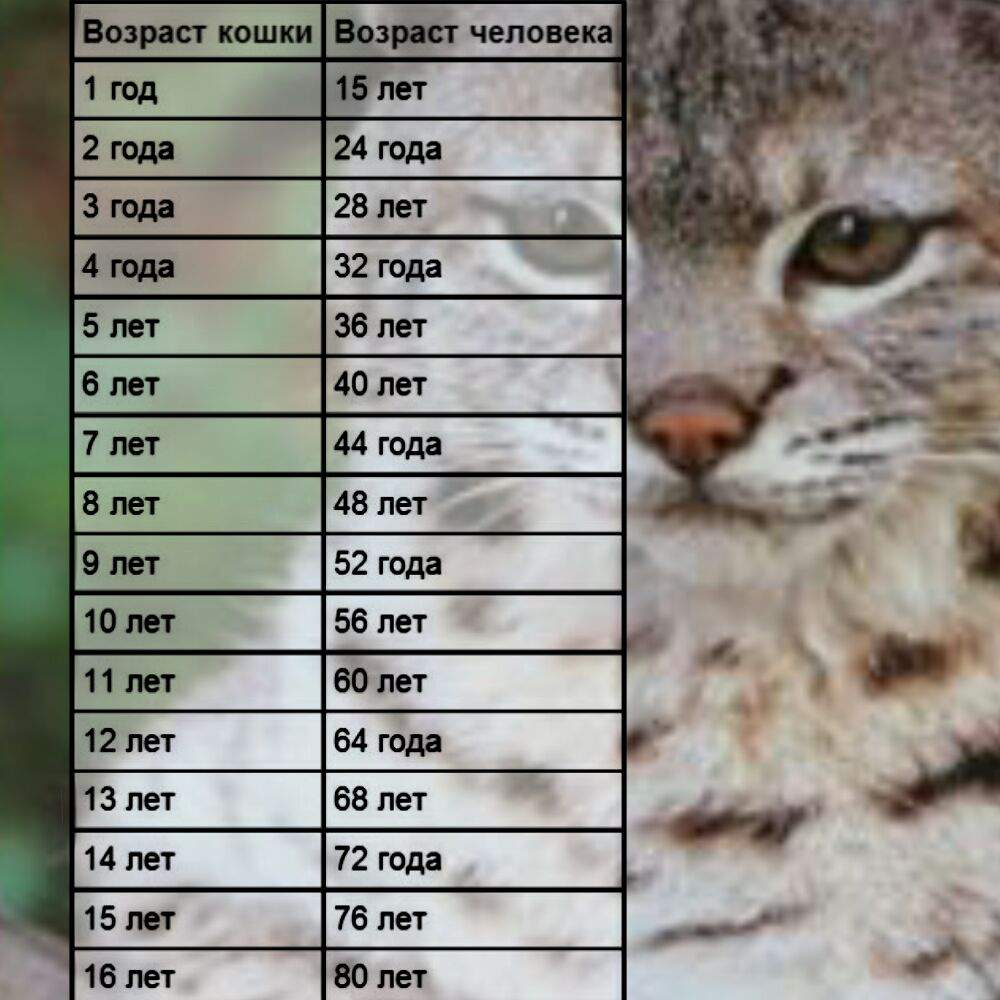 Сколько живут кошки