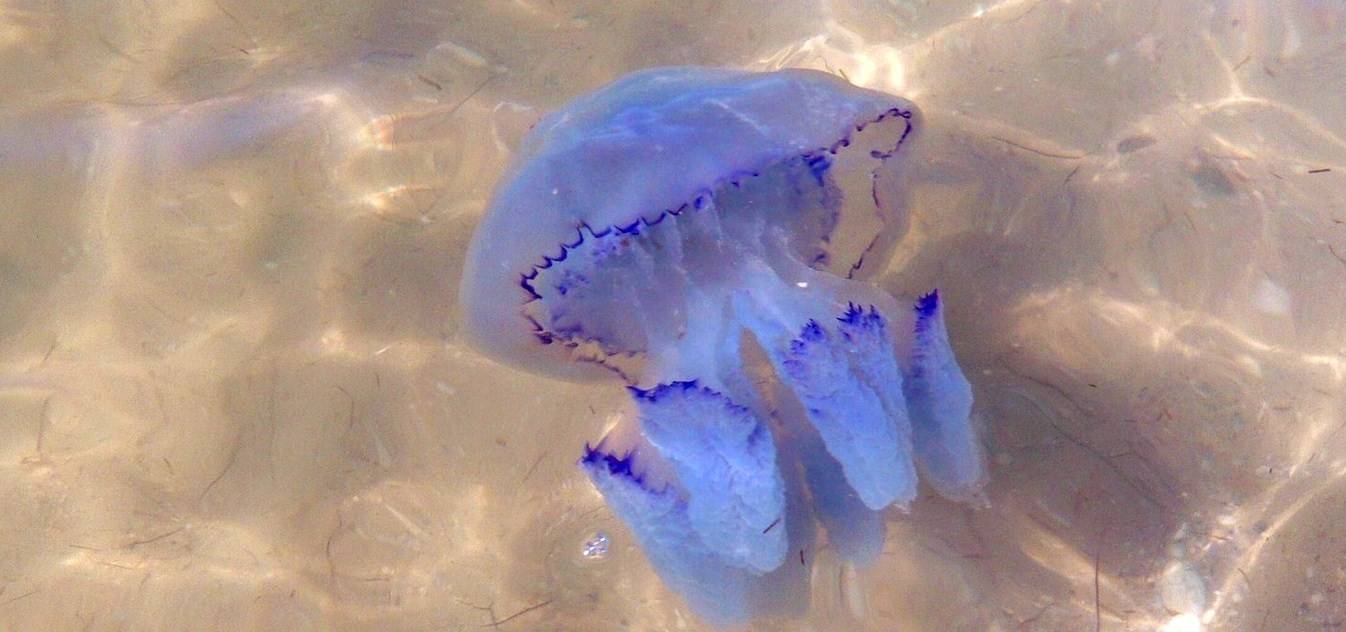 Медузы в черном море опасны или нет?