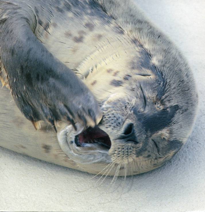 Cообщение о тюлене: доклад для детей, интересные факты