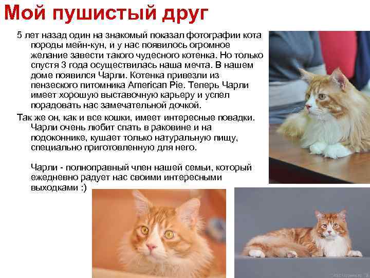 Мейн-кун: все о кошке, фото, описание породы, характер...
