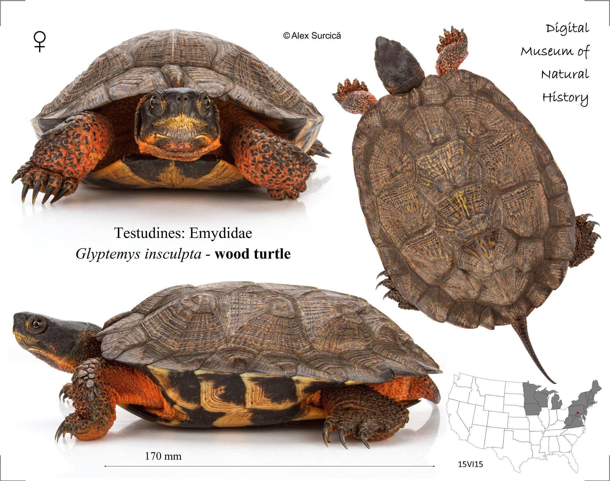 Определение вида домашней черепахи