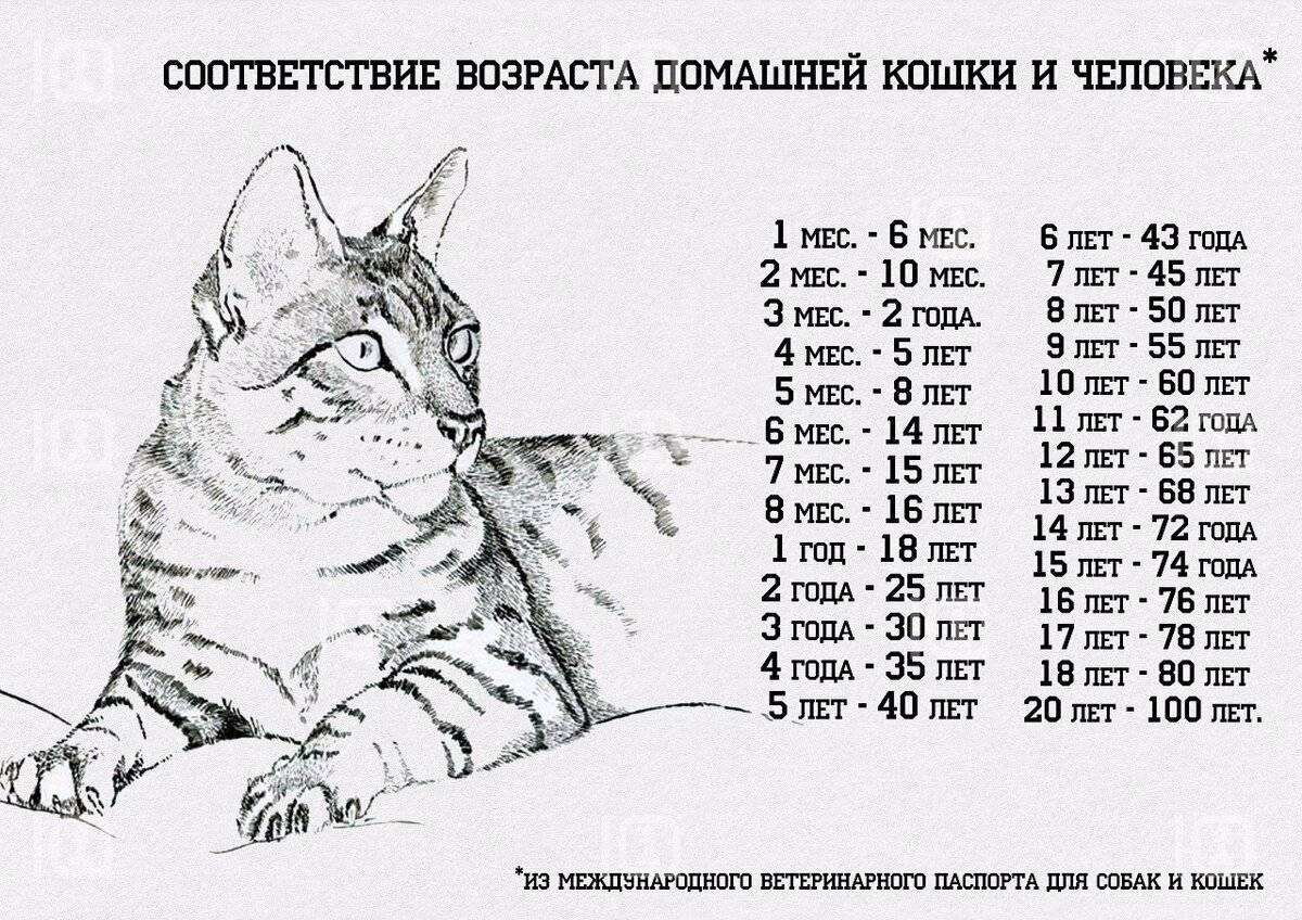 Коты и кошки – долгожители: сколько прожили самые старые питомцы в мире, к каким породам они принадлежали?