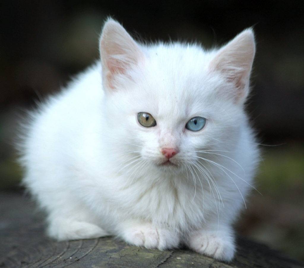 15 самых красивых пород кошек - рейтинг 2021