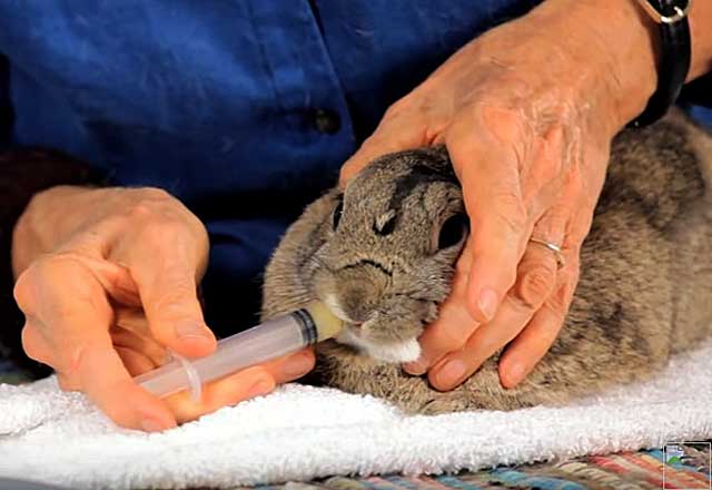 Частые недуги декоративных кроликов: как распознать и что делать?