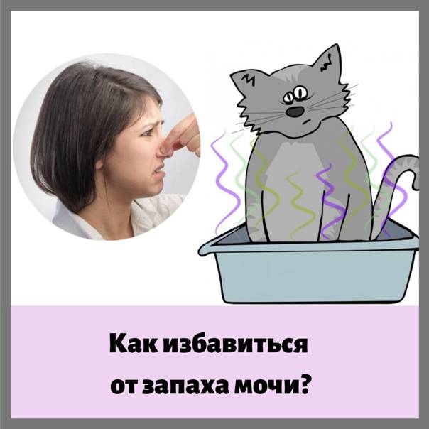Неприятный запах от кошки: почему кошка пахнет, источники запаха и правила гигиены
неприятный запах от кошки: почему кошка пахнет, источники запаха и правила гигиены