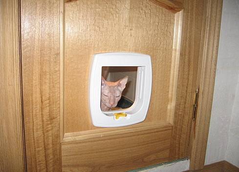 Дверь для кошки: своими руками или готовый вариант?