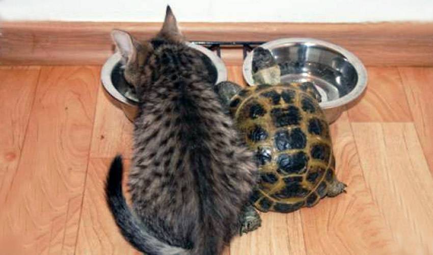 Чем кормить сухопутную черепаху в домашних условиях