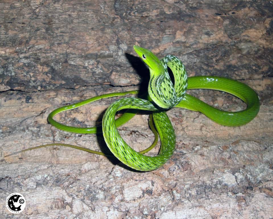 Плетевидки или бронзовые змеи род ahaetulla