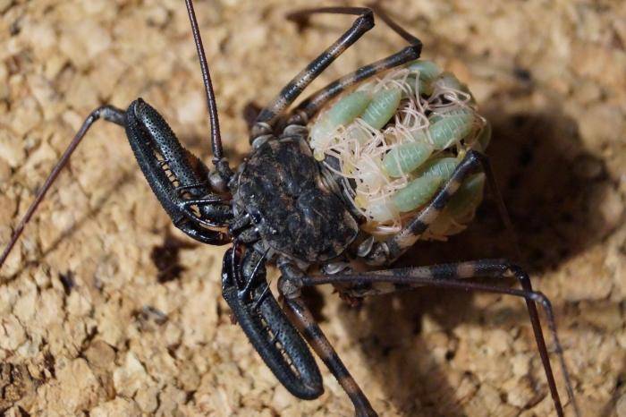 Домовый паук – фото и описание, где обитает