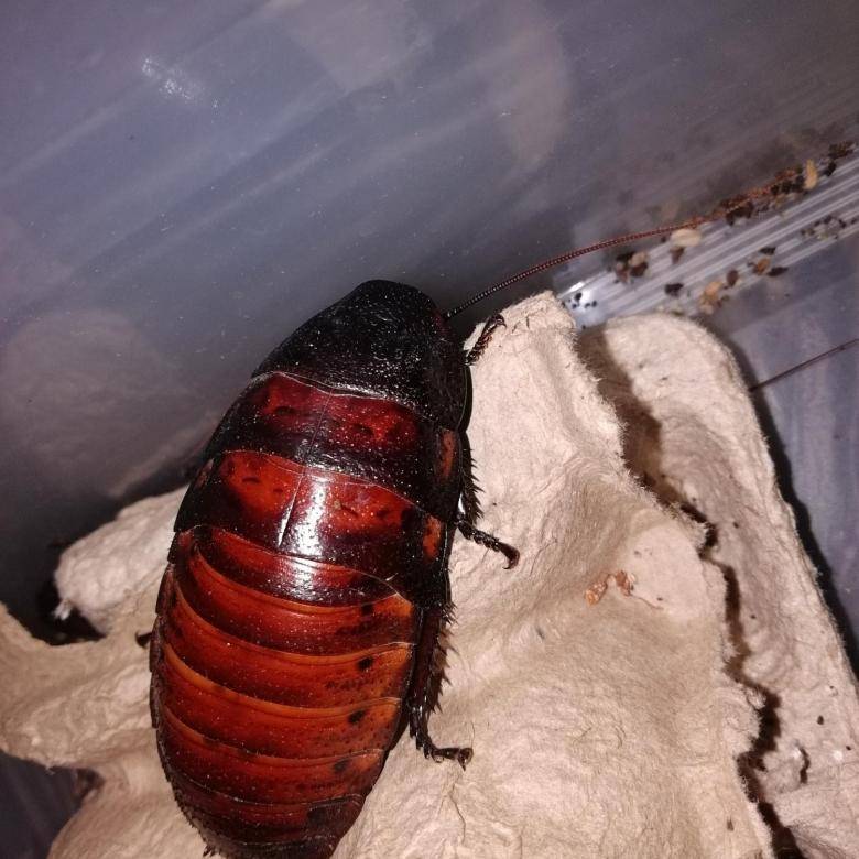 Мадагаскарский шипящий таракан: фото и его содержание в домашних условиях