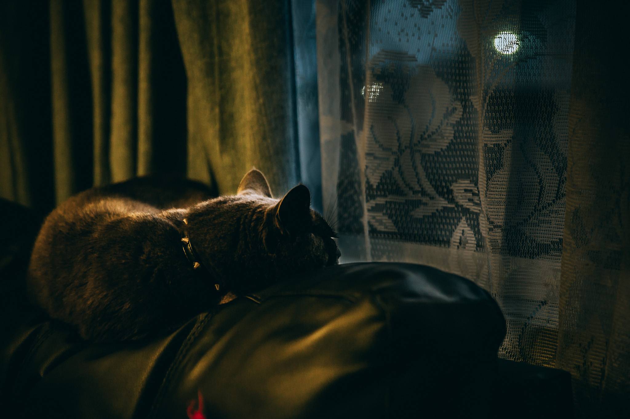 Как отучить кошку бегать по ночам: советы опытных владельцев | звери дома