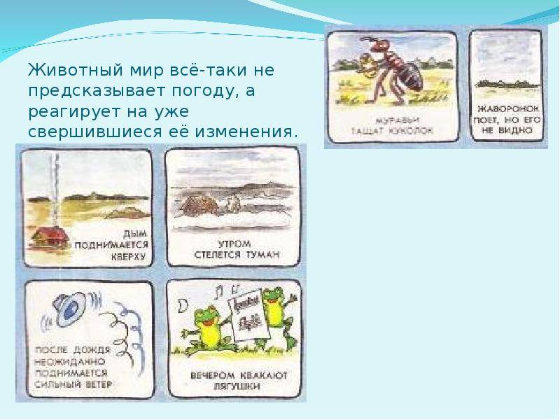 Природные барометры: как животные предсказывают погоду? - зима - info.sibnet.ru