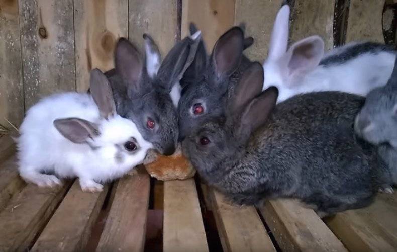Можно ли кормить кроликов сухарями. можно ли давать кроликам хлеб или сухари