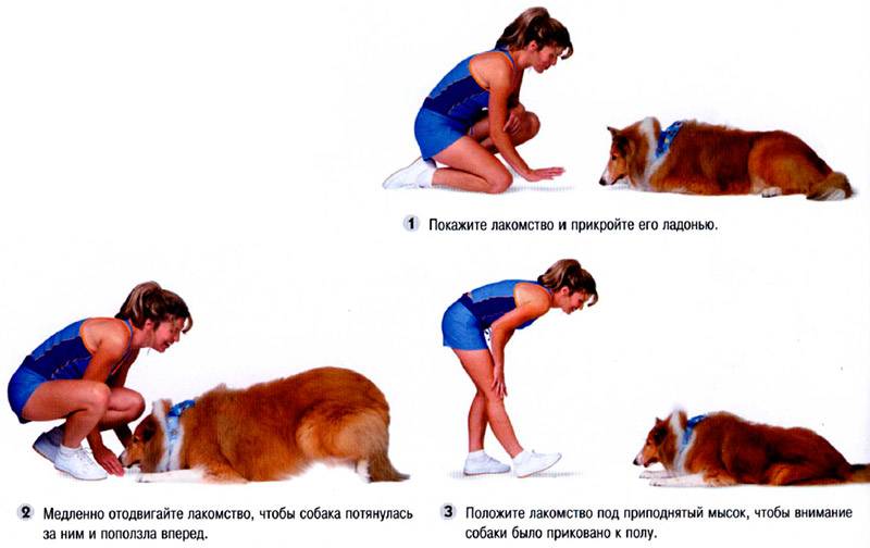 Как приучить собаку команде лежать: назначение и когда можно начинать обучение