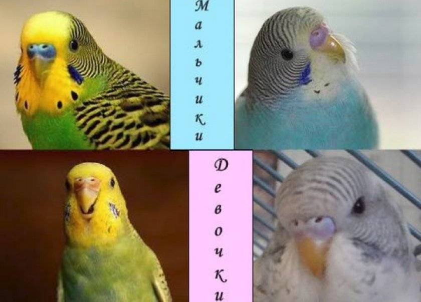 Как выбрать волнистого попугая, выставочные попугаи, фото и видео