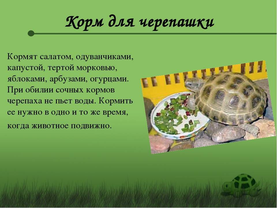 Содержание и уход за красноухой черепахой