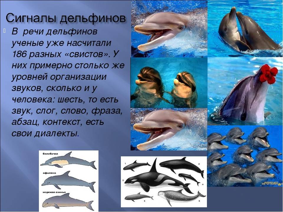 Почему язык дельфинов круче человеческого? - gafki.ru