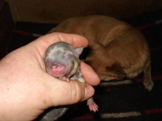 Когда открываются глаза у щенков? почему щенки рождаются слепыми? можем ли мы помочь открытию глаз у щенков?