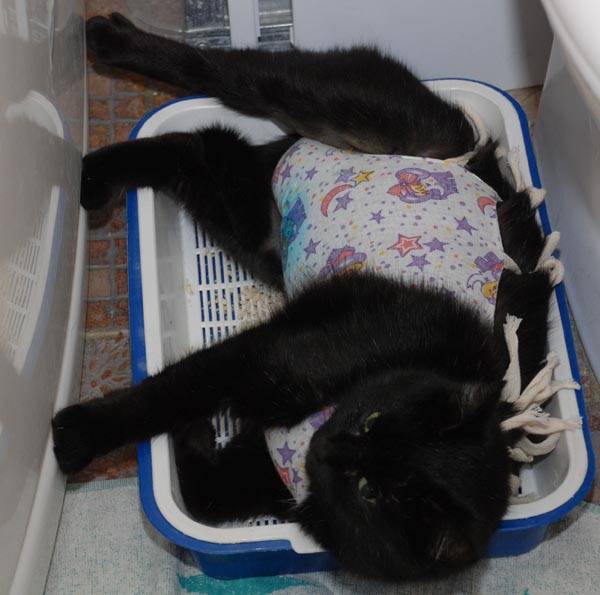 Поведение кошки после операции стерилизации