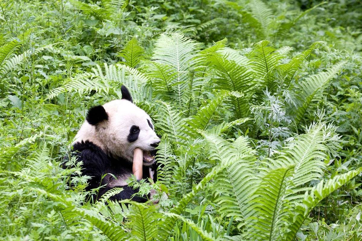 Любопытные факты о пандах :: инфониак